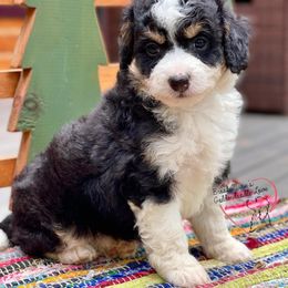 Bernedoodle and Goldendoodle Puppies from BrookeMarie’s Goldendoodle Love