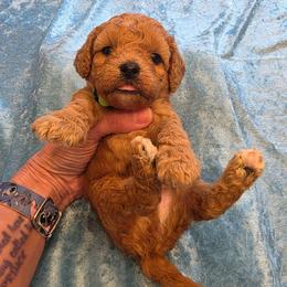 Parker - Red male Cavapoo puppy in Gresham, Oregon from Paisley Cavapoos