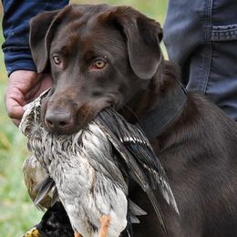 Labrador Retriever All Grown Up from Top Game Retrievers