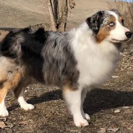 Australian Shepherd puppies from Rock Canyon Australian Shepherds