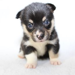 Pink - Black and tan Pembroke Welsh Corgi puppy in Winnsboro, Texas from H2 Puppies