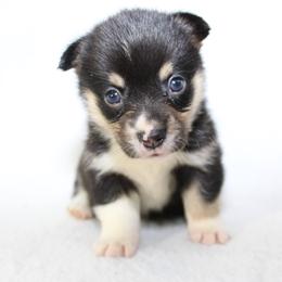 Pink - Black and tan Pembroke Welsh Corgi puppy in Winnsboro, Texas from H2 Puppies