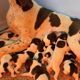 Honor - female German Shorthaired Pointer puppy in Six Mile, South Carolina from The Proper Pointer Co.