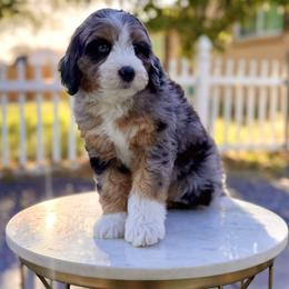 Boy 4 - Tri-color male Bernedoodle puppy in Salt Lake County, Utah from Coco Avenue Pups