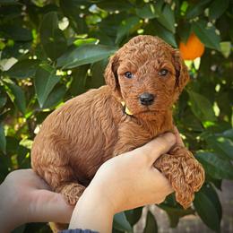 Yellow Collar Girl - Red  female Poodle puppy in Modesto, California from Dry Creek Poodles
