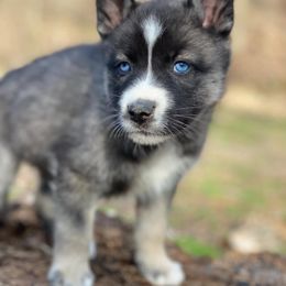 Siberian Husky Puppies from North Valley Huskies