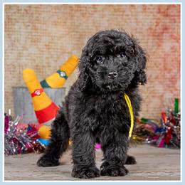 Burns - Black male Cockapoo puppy in Connersville, Indiana from Deaz Doodle Ranch