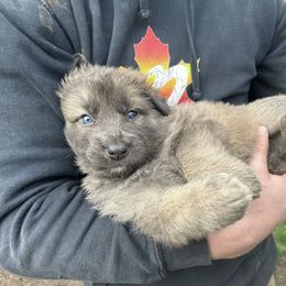 German Shepherd Puppies from Scenic City Shepherds