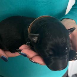 Brown collar - Black and tan female German Shepherd puppy in Rushsylvania, Ohio from Surgenor Shepherds!