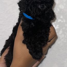 Poodle and Yorkshire Terrier Puppies from Cotton Furbabies