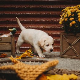 Labrador Retriever Puppies from Prince Labradors