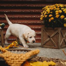 Labrador Retriever Puppies from Prince Labradors
