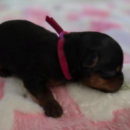 Maisie Grace - Black and gold female Yorkshire Terrier puppy in Grand Terrace, California from CLC SOUTHERN YORKIES