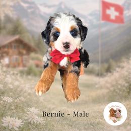 Bernie - Blue merle male Bernedoodle puppy in Canton, Georgia from Teddy Puppies