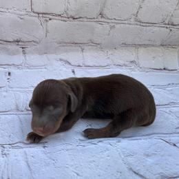 James - Chocolate and tan male Dachshund puppy in Colbert, Oklahoma from Brooke Crenshaw
