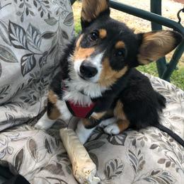 Pembroke Welsh Corgi Puppies from Rocking LJ Breeding
