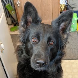 German Shepherds from Shengulli Shepherds