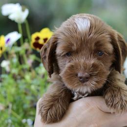 Australian Labradoodle Puppies from True North Labradoodles