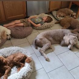 Poodle Puppies from Arrfs Poodles