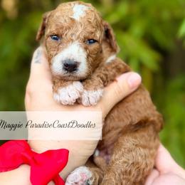 TOY Maggie - Red  female Goldendoodle puppy in Naples, Florida from Paradise Coast Doodles
