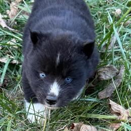 Victory - Black and white female Siberian Husky puppy in London, Ohio from Rose Trail Siberian’s