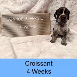 Croissant (blue) - Liver roan male German Shorthaired Pointer puppy in Marshfield, Missouri from Suma Kennels