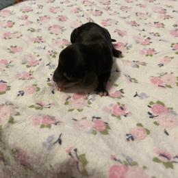 Dachshund Puppies from L & J Kennel