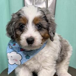 Kristoff - male Australian Mountain Doodle puppy in Jerome, Idaho from Tolman Acres