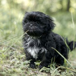 Girl3 - Black and white female Shih Tzu puppy in Springville, Indiana from DeFord Shih Tzu