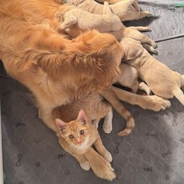 Golden Retriever Puppies from PSI LOVE YOU Goldens