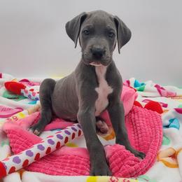 Rain - Blue female Great Dane puppy in Kannapolis, North Carolina from Carolina Great Danes & Toy Poodles