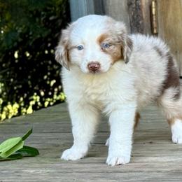 Caroline Johnson - Red merle female Australian Shepherd puppy in Statesville, North Carolina from Charming Australian Shepherds