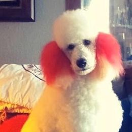 Poodles from Little Island Poodles
