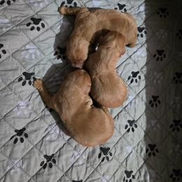 Boy 1 - Yellow male Labrador Retriever puppy in Grand Rivers, Kentucky from Big Water Dreams Retrievers