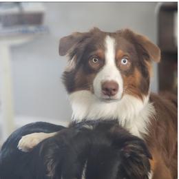Australian Shepherds from Ashe's Aussies