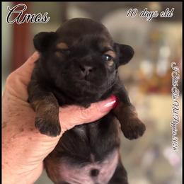 Amos - Red male Shih Tzu puppy in Beatrice, Nebraska from I Shih Tzu Not Puppies