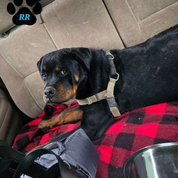 Luca - Black and mahogany male Rottweiler puppy in Tangent, Oregon from Raya's Royals