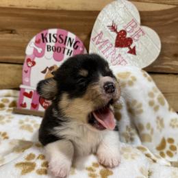 Finn - Black and tan male Pembroke Welsh Corgi puppy in Stillwater, Oklahoma from Steele Family Farms