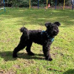 Pumi puppies from MayaLu Dogs