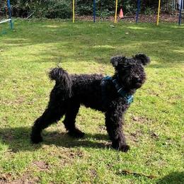 Pumi puppies from MayaLu Dogs