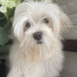 Charlie - Maltese