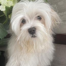 Charlie - Maltese