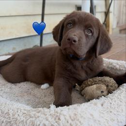 Dark Blue - Chocolate male Labrador Retriever puppy in Somerset, California from Cantina Labs and Cavs