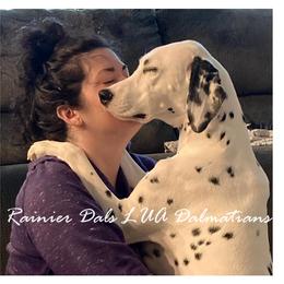 Dalmatian Puppies from Rainier DALS LUA Dalmatians of Washington