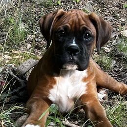 Boxers from Buffalo Creek Boxers