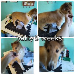Old Salt or Salty (service dog program) - Collie puppy from The Hart of Fair Bluffs Collies