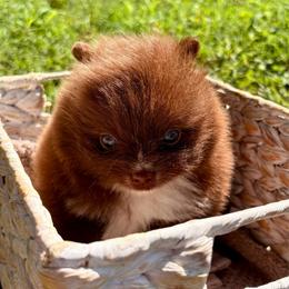 Dash - Chocolate male Pomeranian puppy in Springfield, Missouri from Hope Mountain Pomeranians