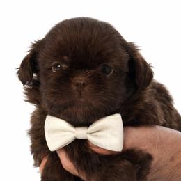 Parker - Chocolate male Shih Tzu puppy in Tallahassee, Florida from Bows and Bow Ties