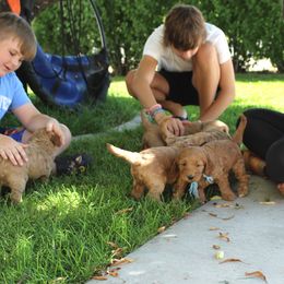 Australian Labradoodle Puppies from EllsWORTH Labradoodles LLC