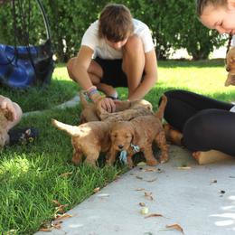 Australian Labradoodle Puppies from EllsWORTH Labradoodles LLC